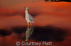 Night Heron Reflection

This Night Heron in Cayman Brac... by Courtney Platt 